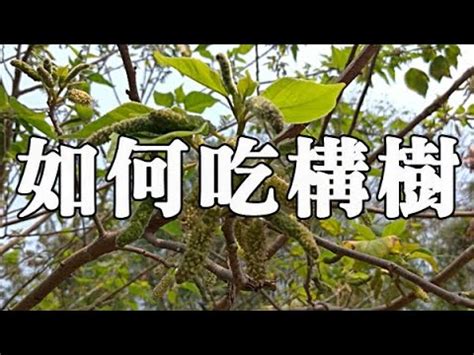 構樹根功效|構樹,構樹的功效與作用